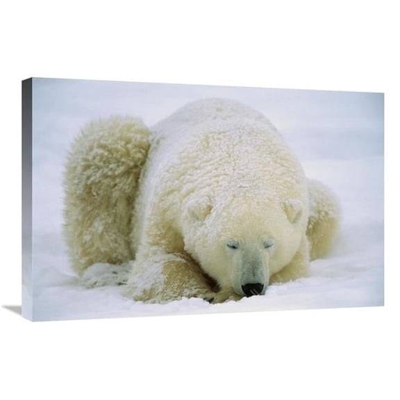Global Gallery Polar Bear Sleeping in the Snow - Hudson Bay - Canada Art Print