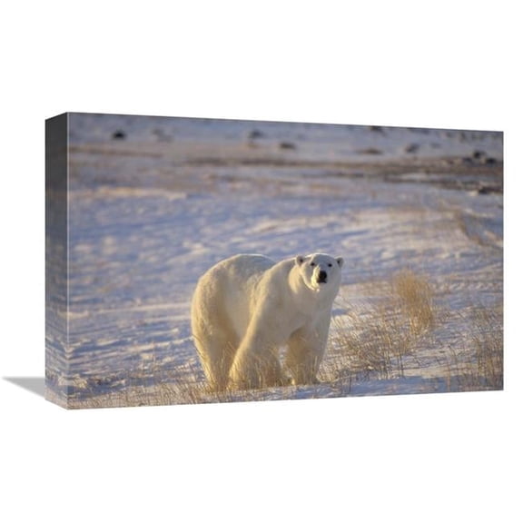 Global Gallery Polar Bear Standing on Tundra with Grasses - Near Hudson Bay - Canada Art Print - Flip Nicklin