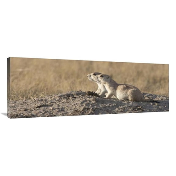 Global Gallery Prairie Dog Pair - Grasslands National Park - Saskatchewan - Canada Art Print - Matthias Breiter