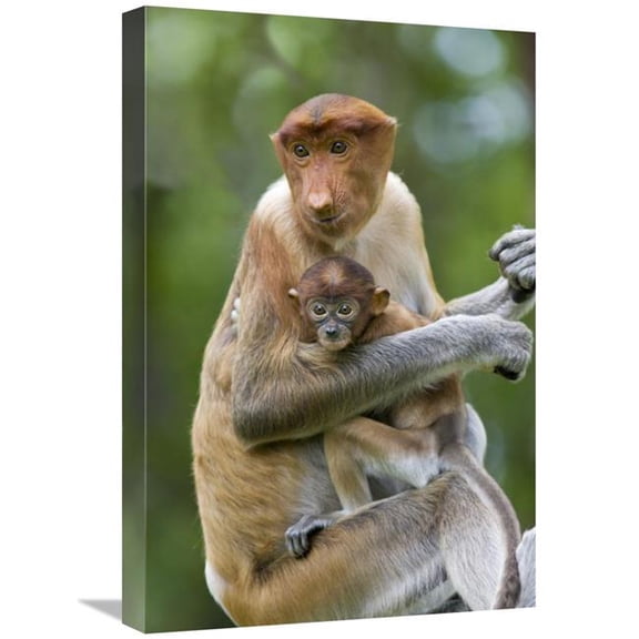 Global Gallery Proboscis Monkey Female Holding Two Month Old Baby - Sabah - Malaysia Art Print - Suzi Eszterhas