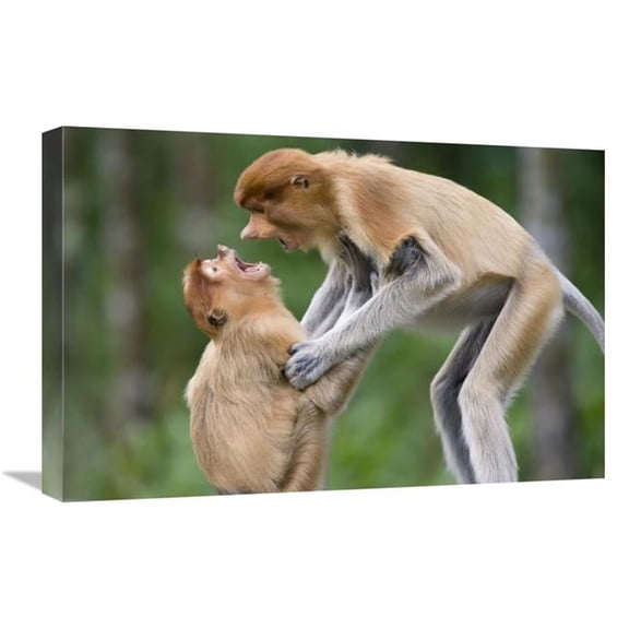 Global Gallery Proboscis Monkey Juveniles Playing - Sabah - Malaysia Art Print