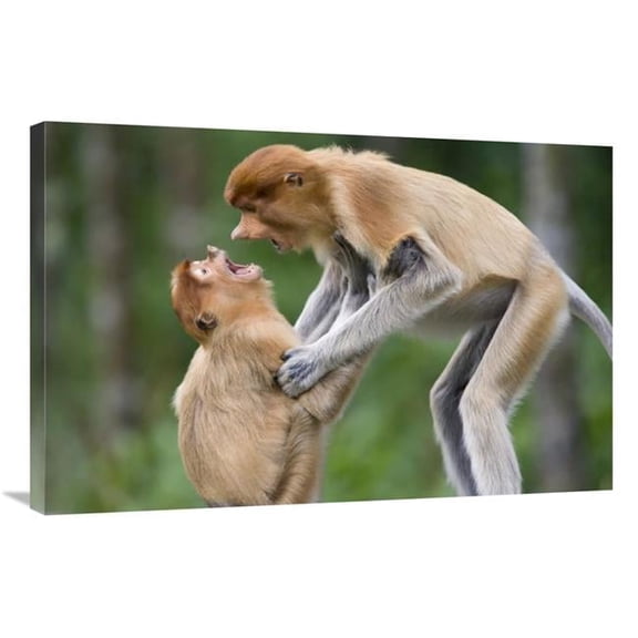 Global Gallery Proboscis Monkey Juveniles Playing - Sabah - Malaysia Art Print