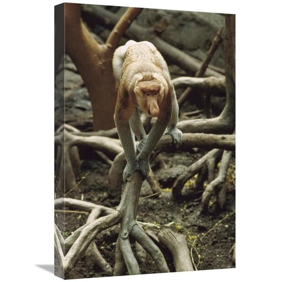 Global Gallery  Proboscis Monkey Walking Along Tree Roots - Borneo Art Print - Gerry Ellis
