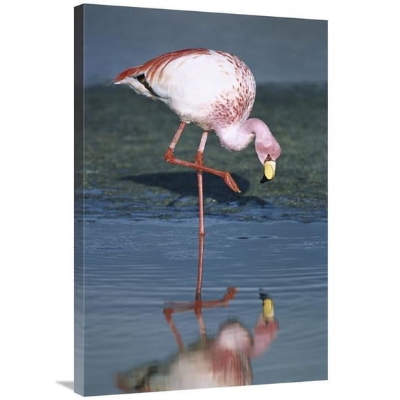 Global Gallery Puna Flamingo Feeding in Laguna Colorada - Andean Altiplano - Bolivia Art Print - Tui De Roy