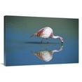 thumbnail image 1 of Global Gallery  Puna Flamingo Feeding in Laguna Colorada - Andean Altiplano - Bolivia Art Print - Tui De Roy, 1 of 1