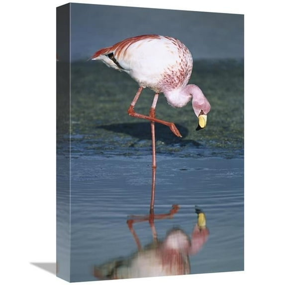 Global Gallery Puna Flamingo Feeding in Laguna Colorada - Andean Altiplano - Bolivia Art Print - Tui De Roy