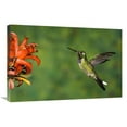 thumbnail image 1 of Global Gallery  Purple-Bibbed Whitetip Hummingbird Hovering Near Flower - Andes - Ecuador Art Print - Tom Vezo - 20in. x 30in., 1 of 1