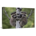 thumbnail image 1 of Global Gallery  Raccoon Two Babies Climbing Tree - North America Art Print, 1 of 1