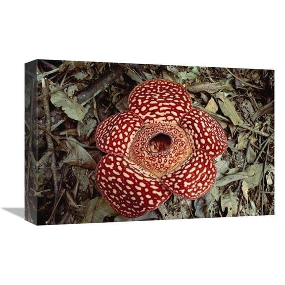 Global Gallery  Rafflesia Growing on Rainforest Floor - Borneo Art Print
