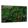 thumbnail image 1 of Global Gallery  Rainforest Canopy Research Crane Stri - Panama Art Print - Mark Moffett, 1 of 1