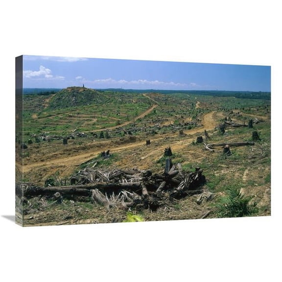 Global Gallery Rainforest Deforestation for Oil Palm Plantation - Sabah - Borneo - Malaysia Art Print - Thomas Marent