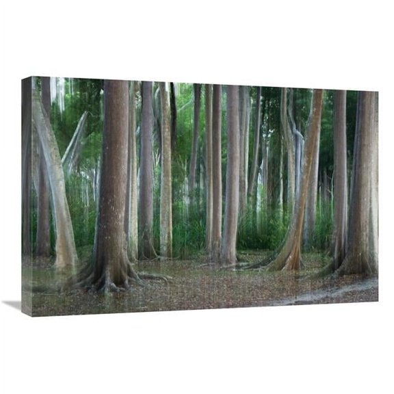 Global Gallery  Rainforest Impression - Havelock Island - India Art Print - Konrad Wothe