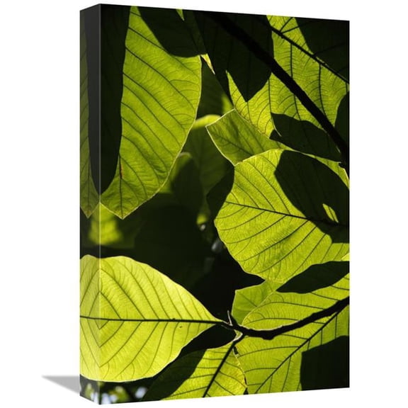 Global Gallery Rainforest Leaves Showing Sunlight & Shadow Patterns - Borneo - Malaysia Art Print - Hiroya Minakuchi