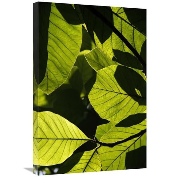 Global Gallery  Rainforest Leaves Showing Sunlight & Shadow Patterns - Borneo - Malaysia Art Print - Hiroya Minakuchi
