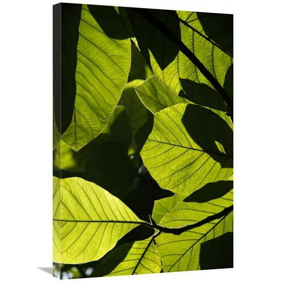 Global Gallery Rainforest Leaves Showing Sunlight & Shadow Patterns - Borneo - Malaysia Art Print - Hiroya Minakuchi