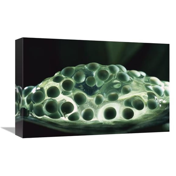 Global Gallery Red-Eyed Tree Frog Eggs Art Print