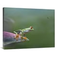 thumbnail image 1 of Global Gallery  Red-Eyed Tree Frog Eyeing Bee Fly - Costa Rica Art Print - Tim Fitzharris, 1 of 1