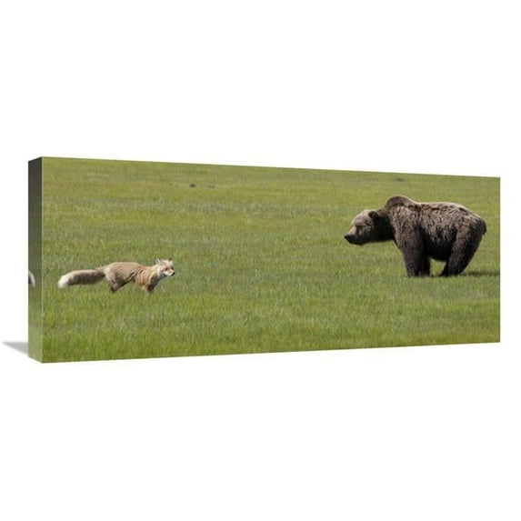 Global Gallery Red Fox & Grizzly Bear on Sedge Flats - Katmai National Park - Alaska Art Print