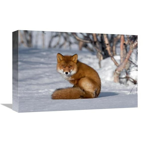 Global Gallery Red Fox Sitting on Snow - Kamchatka - Russia Art Print - Sergey Gorshkov - 12in. x 18in.