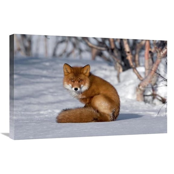 Global Gallery Red Fox Sitting on Snow - Kamchatka - Russia Art Print - Sergey Gorshkov
