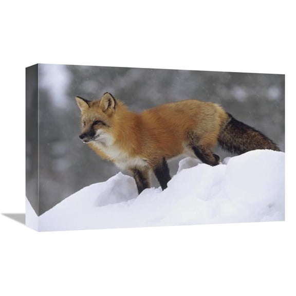 Global Gallery Red Fox Standing At the Top of A Snow Bank - Montana Art Print - Tim Fitzharris