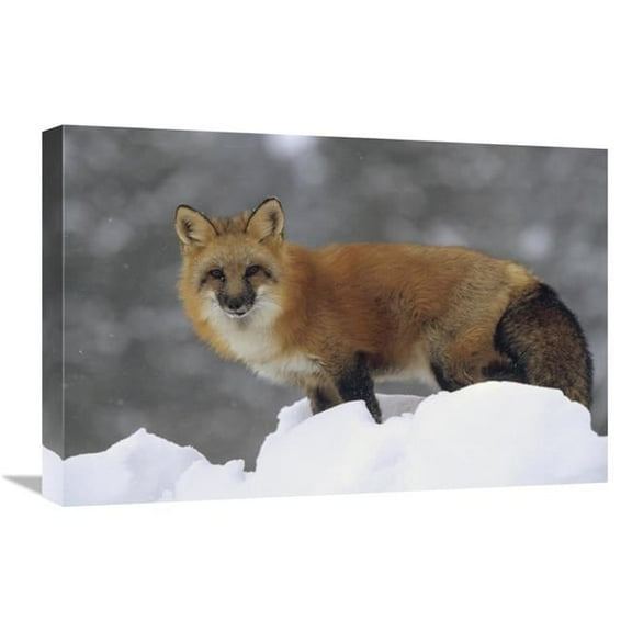 Global Gallery Red Fox Standing at the Top of A Snow Bank - Montana Art Print - Tim Fitzharris