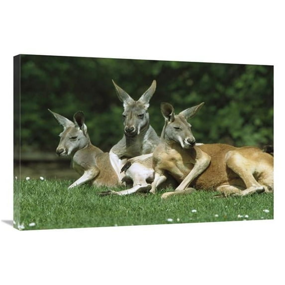 Global Gallery Red Kangaroo Trio Relaxing - Australia Art Print - Konrad Wothe - 24 x 36 in.