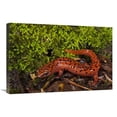 thumbnail image 1 of Global Gallery  Red Salamander - Native to the Southeastern United States Art Print - Pete Oxford, 1 of 1