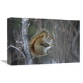 thumbnail image 1 of Global Gallery  Red Squirrel Feeding on Willows - Alaska Art Print - Michael Quinton, 1 of 1