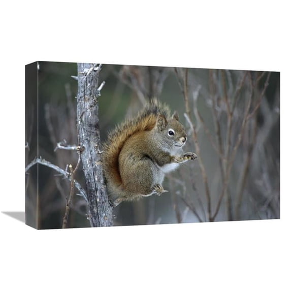 Global Gallery Red Squirrel Feeding on Willows - Alaska Art Print - Michael Quinton