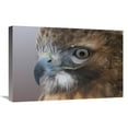 thumbnail image 1 of Global Gallery  Red-Tailed Hawk - Howell Nature Center - Michigan Art Print - Steve Gettle, 1 of 1