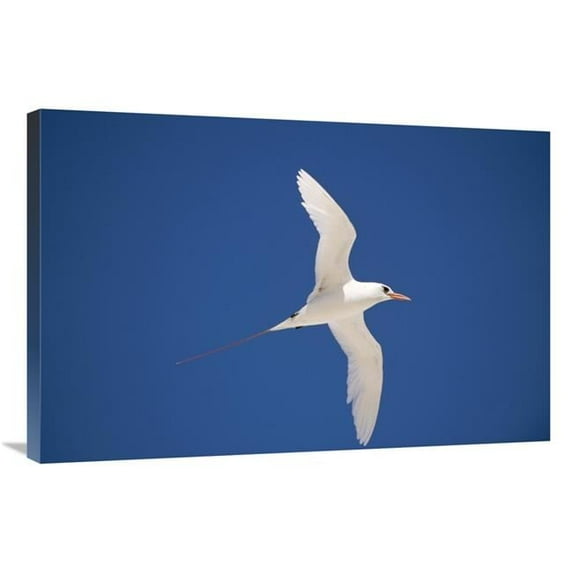 Global Gallery Red-Tailed Tropicbird Flying - Midway Atoll - Hawaii Art Print - Tui De Roy