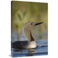 thumbnail image 1 of Global Gallery  Red-Throated Loon in Breeding Plumage - Alaska Art Print, 1 of 1