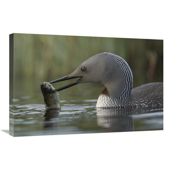 Global Gallery Red-Throated Loon with Fish for Young - Alaska Art Print