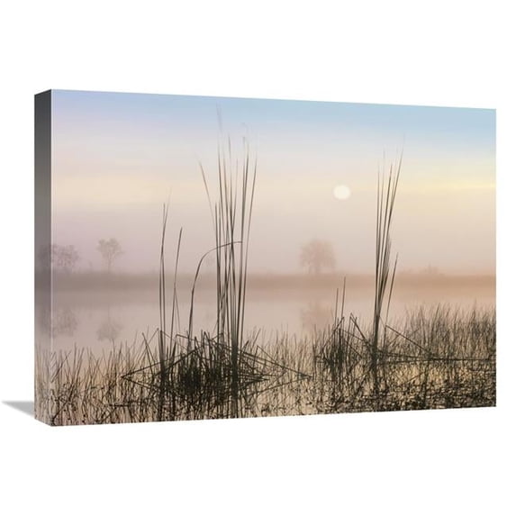 Global Gallery Reeds in Sweet Bay Pond - Everglades National Park - Florida Art Print - Tim Fitzharris