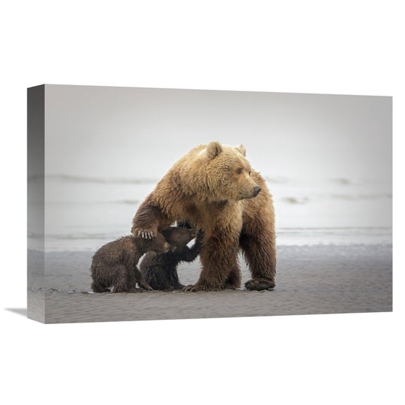 Global Gallery Renee Doyle,'Family Time' Stretched Canvas Artwork