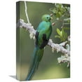 thumbnail image 1 of Global Gallery  Resplendent Quetzal Male - Costa Rica Art Print - Tim Fitzharris, 1 of 1