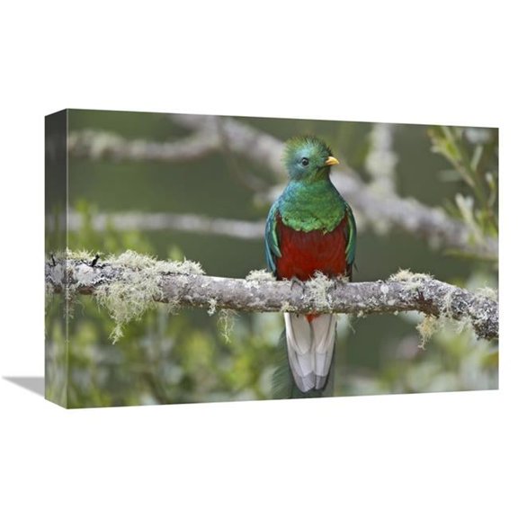 Global Gallery Resplendent Quetzal Male - Costa Rica Art Print - Tim Fitzharris