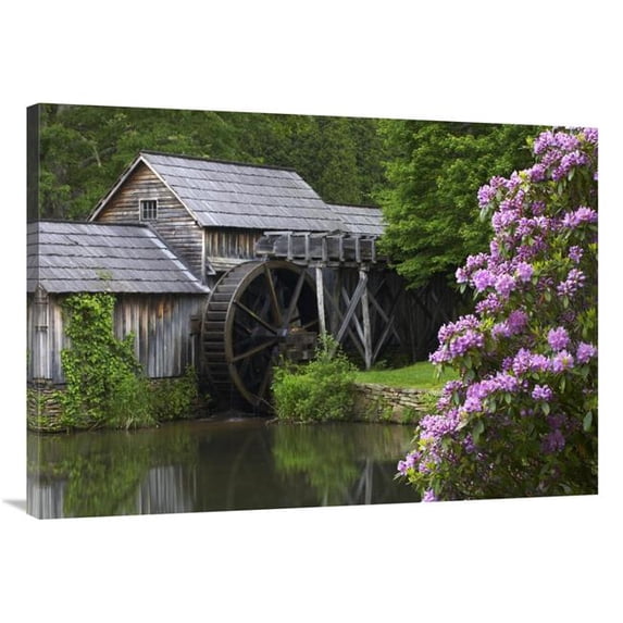 Global Gallery Rhododendron Blossoming at Mabry Mill - Blue Ridge Parkway - Virginia Art Print - Tim Fitzharris