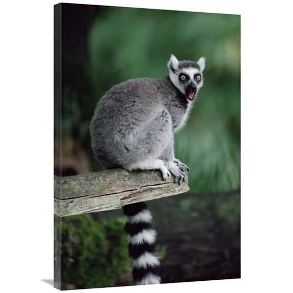 Global Gallery Ring-Tailed Lemur Calling - Woodland Park Zoo Art Print - Gerry Ellis
