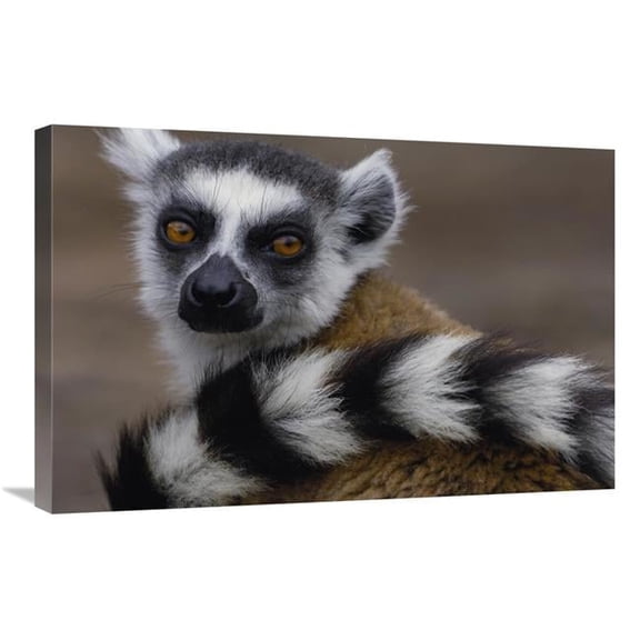 Global Gallery Ring-Tailed Lemur Portrait in the Andringitra Mountains - Madagascar Art Print - Pete Oxford