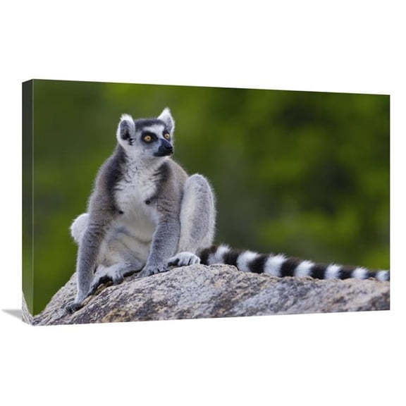Global Gallery Ring-Tailed Lemur Portrait on Rocks in the Andringitra Mountains - Madagascar Art Print - Pete Oxford