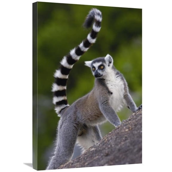 Global Gallery Ring-Tailed Lemur Portrait on Rocks in the Andringitra Mountains - Vulnerable - South Central Madagascar Art Print