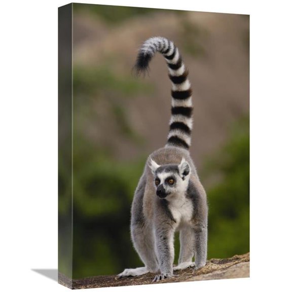 Global Gallery Ring-Tailed Lemur in the Andringitra Mountains - Madagascar Art Print - Pete Oxford