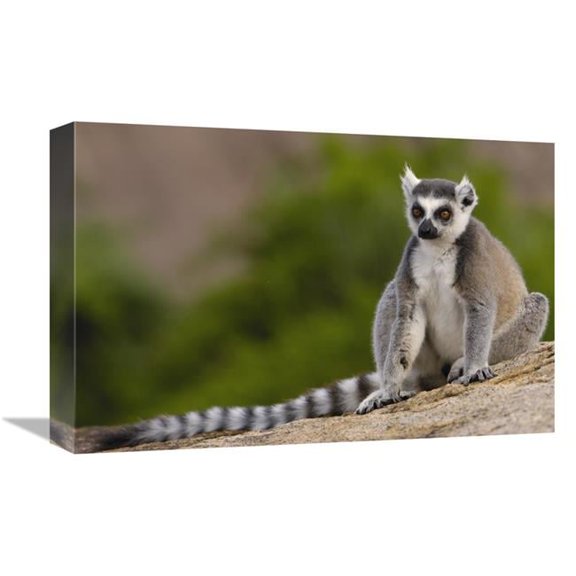 Global Gallery Ring-Tailed Lemur in the Andringitra Mountains - Madagascar Art Print - Pete Oxford