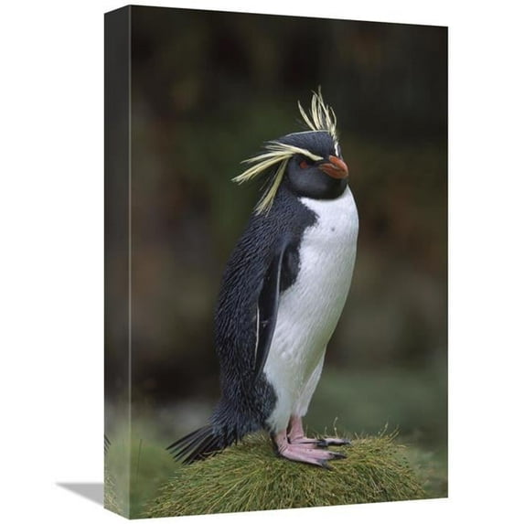 Global Gallery Rockhopper Penguin Portrait - Gough Island - South Atlantic Art Print - Tui De Roy