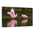 thumbnail image 1 of Global Gallery  Roseate Spoonbill Pair Courting - Merritt Island National Wildlife Refuge - Florida Art Print - Steve Gettle, 1 of 1