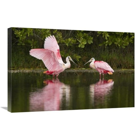 Global Gallery Roseate Spoonbill Pair Courting - Merritt Island National Wildlife Refuge - Florida Art Print - Steve Gettle