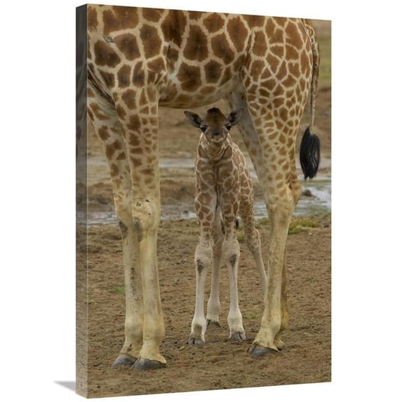 Global Gallery Rothschild Giraffe Calf Hiding Under Mother - Native to Africa Art Print - San Diego Zoo