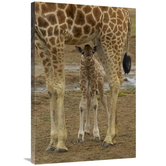 Global Gallery Rothschild Giraffe Calf Hiding Under Mother - Native to Africa Art Print - San Diego Zoo